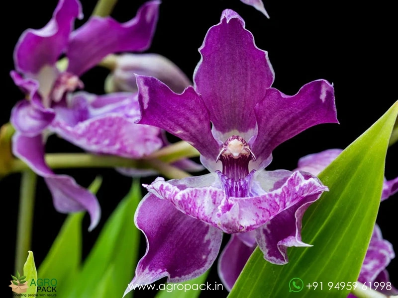 Zygonisia-Murasaki-Komachi-Orchid6