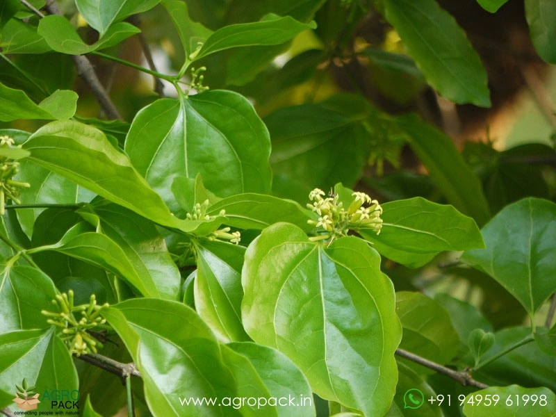 kanjiram-Strychnos-nux-vomica4
