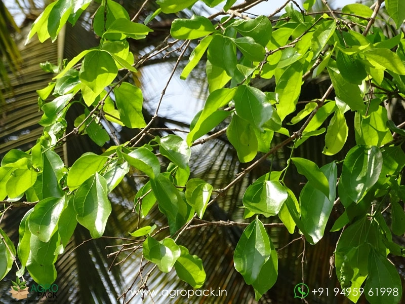 kanjiram-Strychnos-nux-vomica6