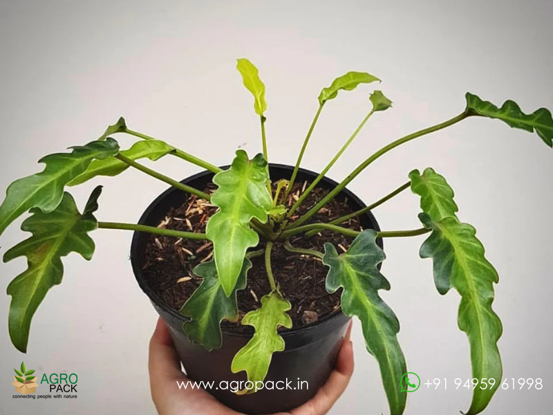 philodendron-Xanadu-Variegated2