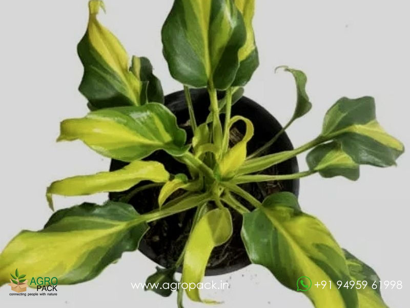 philodendron-Xanadu-Variegated3