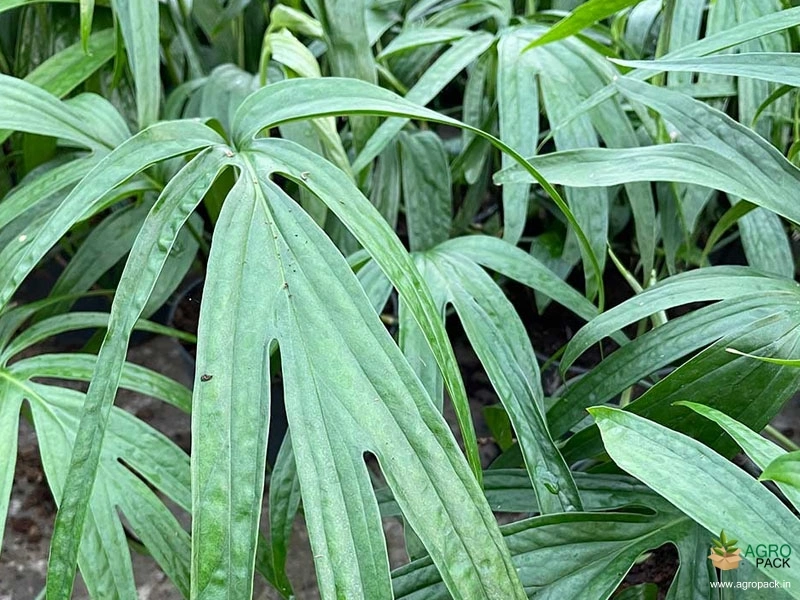 philodendron-zippelianum1