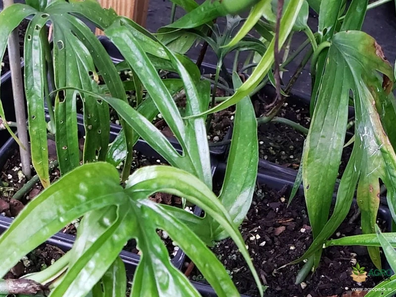 philodendron-zippelianum2
