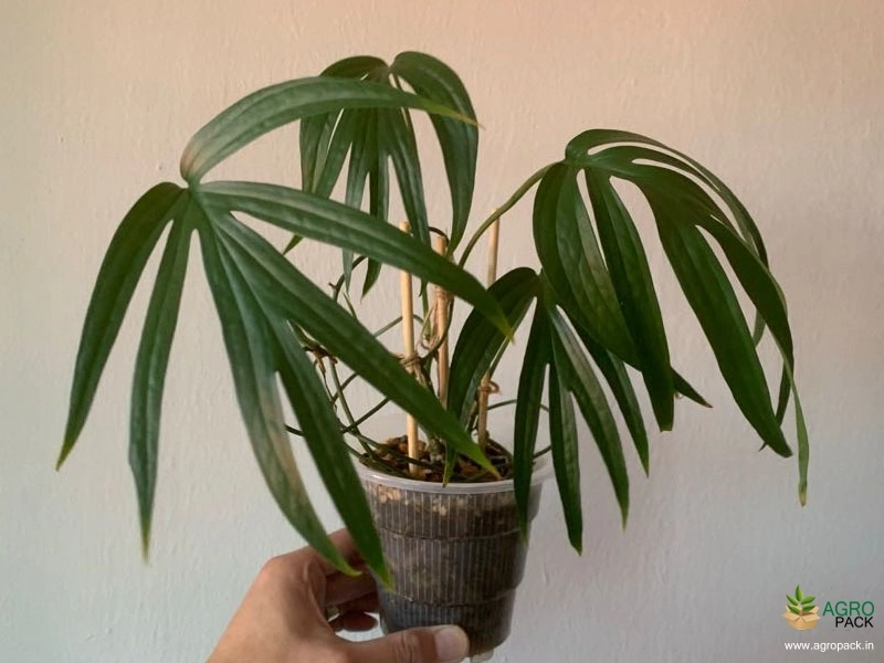 philodendron-zippelianum3