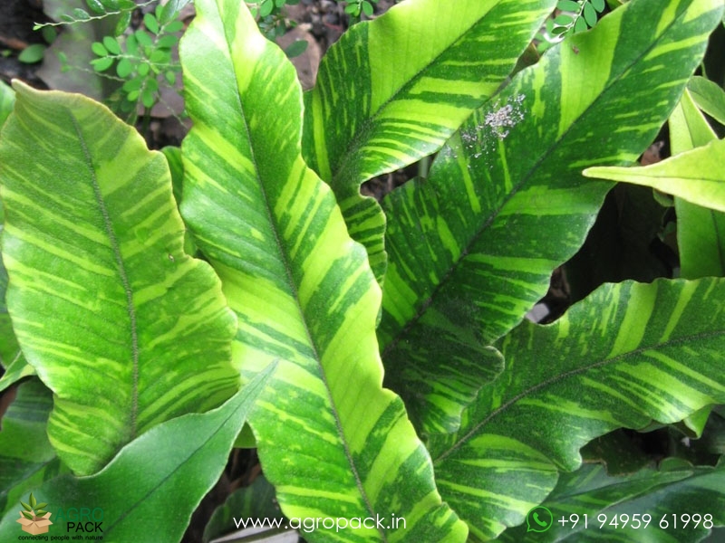 pyrrosia-lingua-variegata-fern2