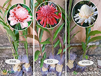 3-Varieties-of-Torch-Ginger3