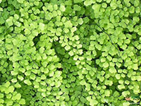 Adiantum-capillus-veneris2