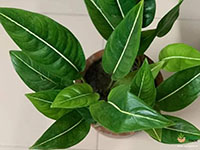 Aglaonema-brevispathum1