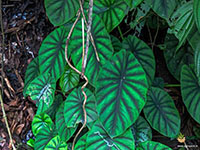 Alocasia-Baginda-Green-Shield1