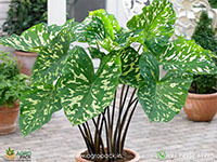 Alocasia-Hilo-Beauty1