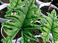 Alocasia-Jacklyn6