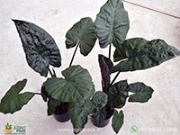 Alocasia-Plumbea2