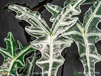 Alocasia-Sanderiana1