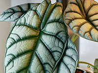 Alocasia-Silver-Dragon2