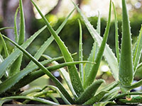 Aloe-Vera1