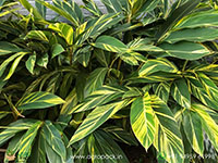 Alpinia-zerumbet-Variegata3