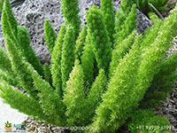 Asparagus-Mayerri-Foxtail-Fern3