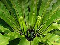 Bird-Nest-Fern1