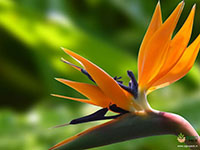 Bird-of-Paradise1