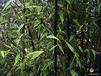 Black-Bamboo1