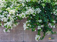 Bougainvillea-2