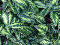 Calathea-Beauty-Star1