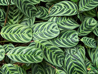 Calathea-Burle-Marxii-Plant1