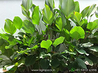 Calathea-Lutea1