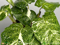 Calathea-Musaica-Variegated3