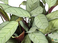 Calathea-Prayer-Plant1