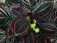 Calathea-dottie1