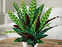 Calathea-lancifolia2