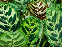 Calathea-makoyana1