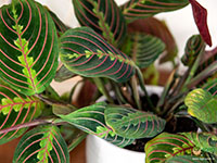 Calathea-maranta-leuconeura-Red-Vein1