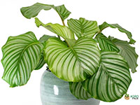 Calathea-orbifolia1