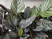 Calathea-ornata3