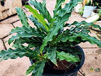 Calathea-rufibarba-Green3