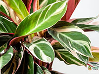 Calathea-stromanthe-sanguinea1