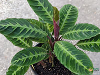 Calathea-warscewiczii3