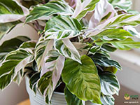 Calathea-white-fusion1