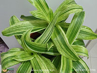 Callisia-fragrans-variegated1