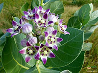 Calotropis1