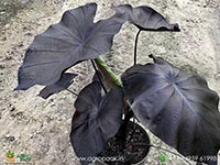 Colocasia-Black-Coral2