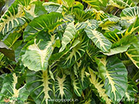 Colocasia-Maui-Sunrise1