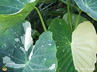 Colocasia-Milky-Way1