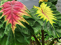 Colocasia-Queen-of-Phoenix1