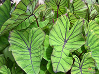 Colocasia-esculenta-Blue-Hawai1