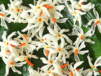 Coral-Jasmine1