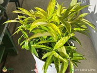 Dracaena-Golden-Milky-Plant2