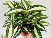 Dracaena-Milky-Way-Variegated1